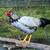 Roosters 2 thumbnail