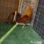 Roosters/Gallos Gamefowl 1 thumbnail