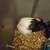 Female guinea pig 15 dollars 2 thumbnail