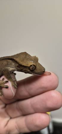 Super Dark Phantom Crested Gecko! (Garner)