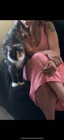 Maine coon (Los angeles)63656459384963120