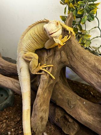 iguana albina (Oakland)63861571915137124