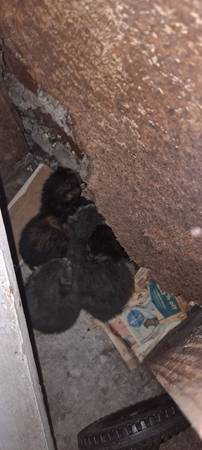 Free kitten (Kristen drive, Greeneville,N.C.)64005647541635120