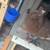 Cuban thief pouter pigeon 3 thumbnail