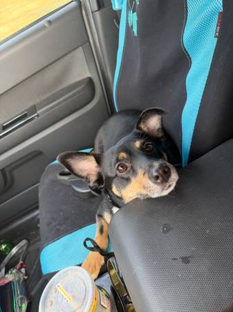 Needs loving home (37660)570506274092492806
