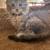 Maine Coon Kittens 8 thumbnail