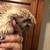 Rehoming hedgehogs Available for Christmas 7 thumbnail