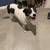 Border Collie Mix 1 thumbnail