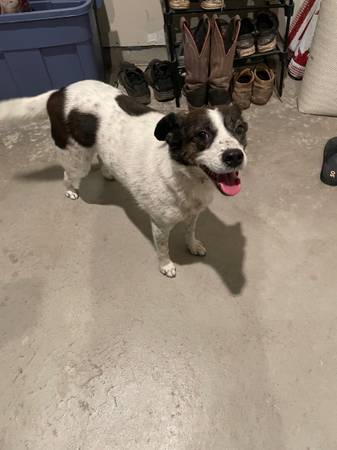 Border Collie Mix 1