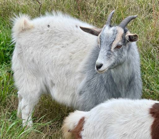 Myotonic (Tennessee Meat) Wether Goats 1