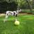 Pet Related Housing Issues? Pet / Sitting / Boarding short/long term 20 thumbnail
