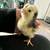 Chicks 4 thumbnail
