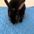 Rabbits 8 thumbnail