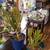 Fire Stick cactus 1 thumbnail