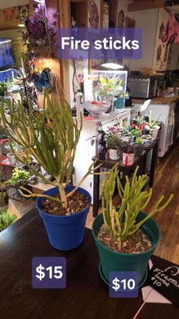 Fire Stick cactus 1
