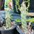 Cholla cactus or Cylindropuntia - Drought, heat, and cold tolerant 2 thumbnail