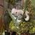 Siamese Maine Coon 15 thumbnail