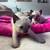 Siamese kittens 1 thumbnail