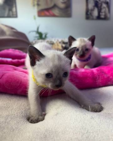 Siamese kittens 1