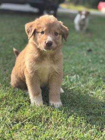 Free puppies (Hillsboro)63660350055427122