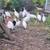White Guineas 3 thumbnail