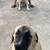 Anatolian shepherd 6 thumbnail