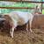 Goats - Nubian & Nigerian Dwarf - Saanen milking doe & Dorper breeders + Dorper  1 thumbnail
