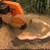 👷🏻‍♂️🌳 Tree Services, Tree trimming, Stump Grinder, Chipper.🌳 17 thumbnail