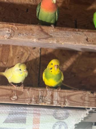 3 month old budgies (Oklahoma City)63670625600515121
