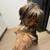 6 month yorkie 2 thumbnail