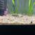Albino Corydora Catfish - Aquarium Fish for Fish Tanks 4 thumbnail