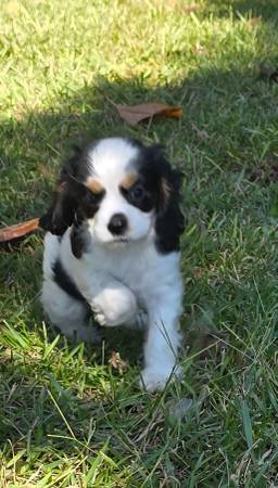 Cocker spaniel (Lizella)63964981774467124