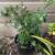 Plants/Figurine Planters 1 thumbnail