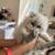 persian kitten 10 thumbnail