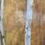 Diptych Birch Tree Giclee - Custom Made 3 thumbnail