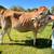 A2A2 *bred* registered Jersey heifer 7 thumbnail