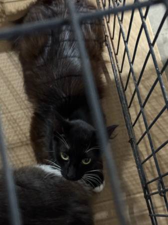 ¡¡Los gatos esterilizados necesitan tu ayuda!! (Salado)63839345306371122