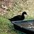 Runner Ducks 9 thumbnail