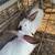 Californian Rabbits 8 thumbnail