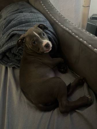 blue nose pit pippy (Montebello)63656443882627123