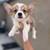 Corgi for Rehoming 1 thumbnail