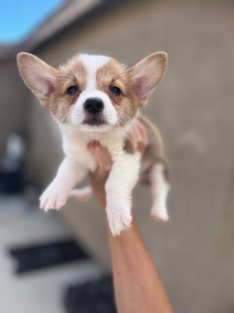 Corgi for Rehoming63819140442627120