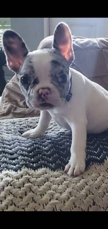 Merle french bulldog (La puente)63656427676545123