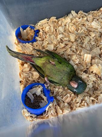 Blue crown conure (Youngwood pa)63882391811073120