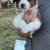 Australian shepherd puppies 3 thumbnail