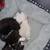 Kittens! (Since my first post got flagged) 4 thumbnail