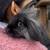 Free bunnies 1 thumbnail