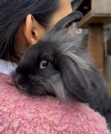 Free bunnies 1