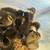 Ducks 5 thumbnail