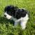 Cocker spaniel 6 thumbnail